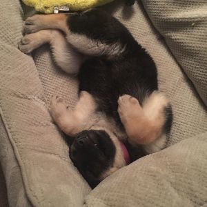 Meet your Posher, Cylis